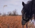 dana__che: Орловский рысак — знаменитая русская порода легкоупряжных лошадей
