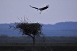 В Приамурье на неделю раньше прилетели аисты