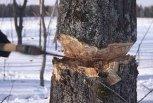 Из-за отказа тормозов в Сковородинском районе разбился грузовик с «черными лесорубами»