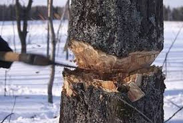 Фото: ecoreporter.ru