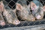 Амурским фермерам рекомендуют застраховать скот: африканская чума свиней дошла до Сибири