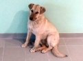 «Бублика хотят съесть!»: собаке с космодрома Восточный срочно ищут дом