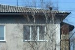 Спасти кота: райчихинцы достучались до сенатора, чтобы снять питомца с дерева