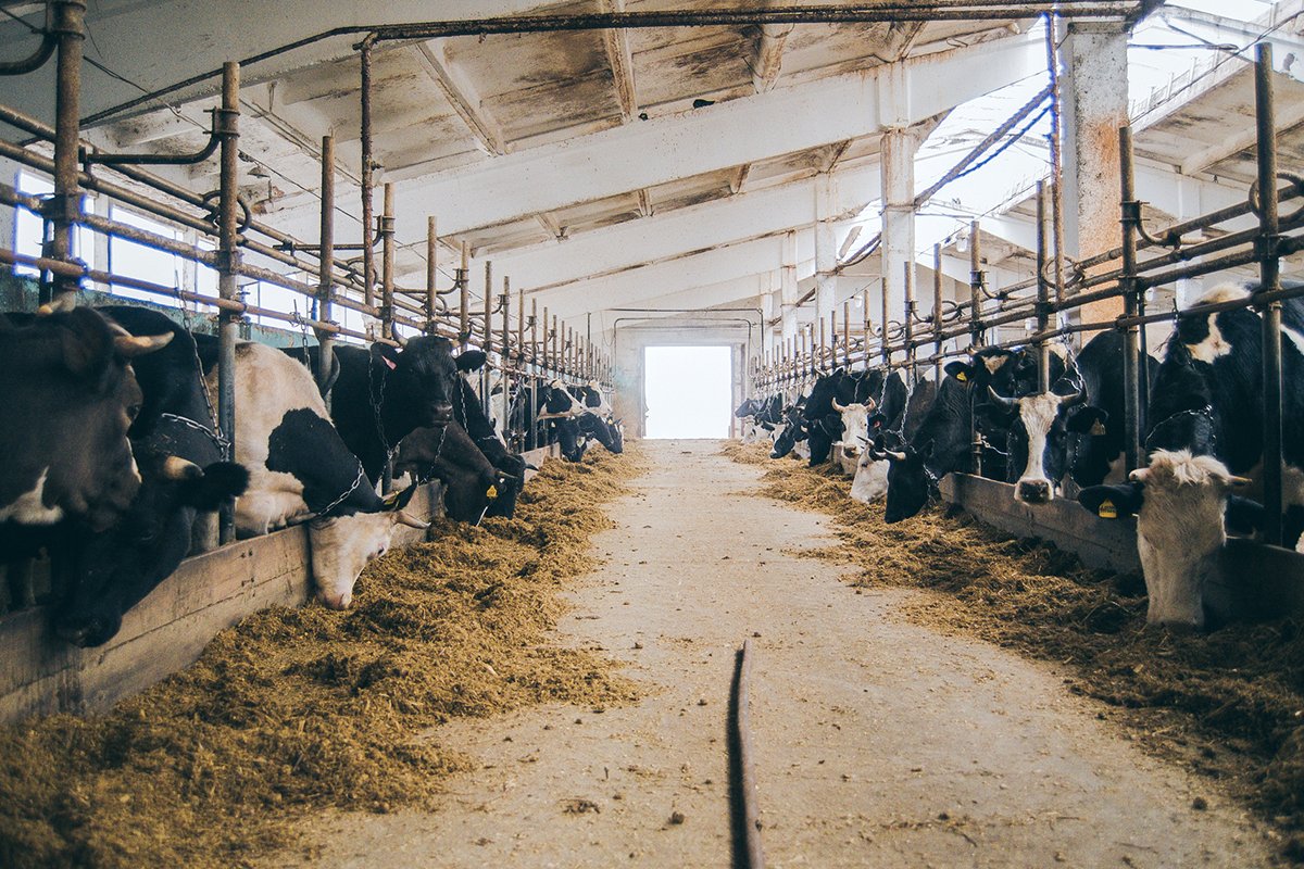 Фото: Дмитрий Тупиков