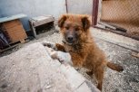 Жители амурской столицы за весну принесли в «Остров спасения» 76 щенков