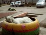 Инстаобзор АП: в Приамурье зацвели сады и коты