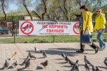 По Благовещенску развесили плакаты с призывом не кормить голубей