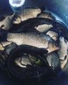 nikolay_posyada: Первая рыбалка в этом году