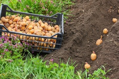 Дождь не испугал картофелеводов: крестьян подводят рынки сбыта и нехватка работников