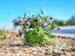 Амурчане открыли сезон охоты на занесенные в список исчезающих растений подснежники (фото)