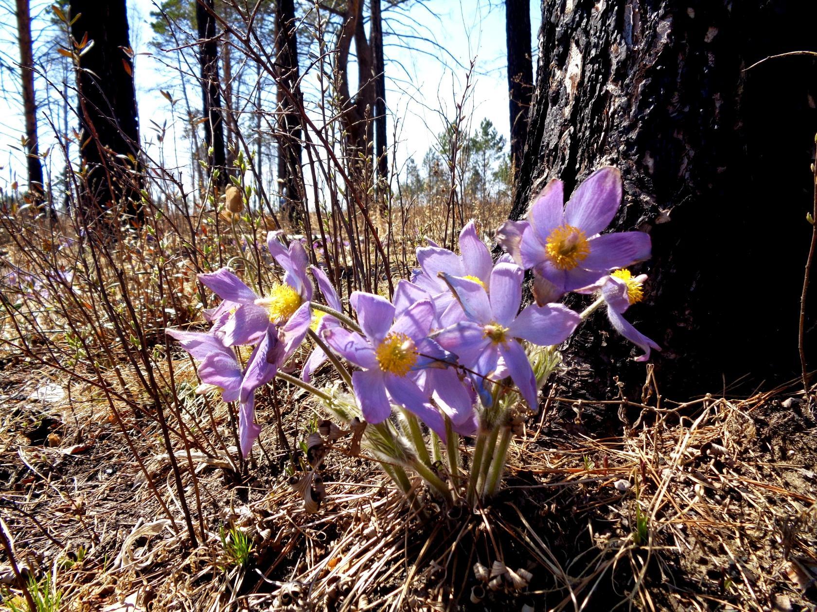 Фото: Елена Дубровина, Благовещенск