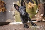 Из-за щенячьего бума в «Острове спасения» началась вспышка вольерного кашля
