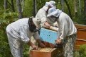 Пчеловоды уже начали устанавливать ульи на своих бесплатных гектарах. Фото: Архив АП
