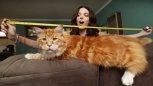 Утро с «Амурской правдой»: самый длинный в мире кот, странная выпускница и кофейная фотозагадка