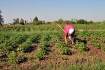 На огород к жителю Белогорска едут саперы: мужчина нашел боеприпас в котловане