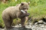 В амурских заказниках кабанов накормят соей, а медведей селёдкой
