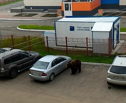 Граждане Камчатки сняли на видео вышедшего к людям медведя