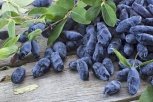 Жимолость: 16 рецептов из вкусной ягоды