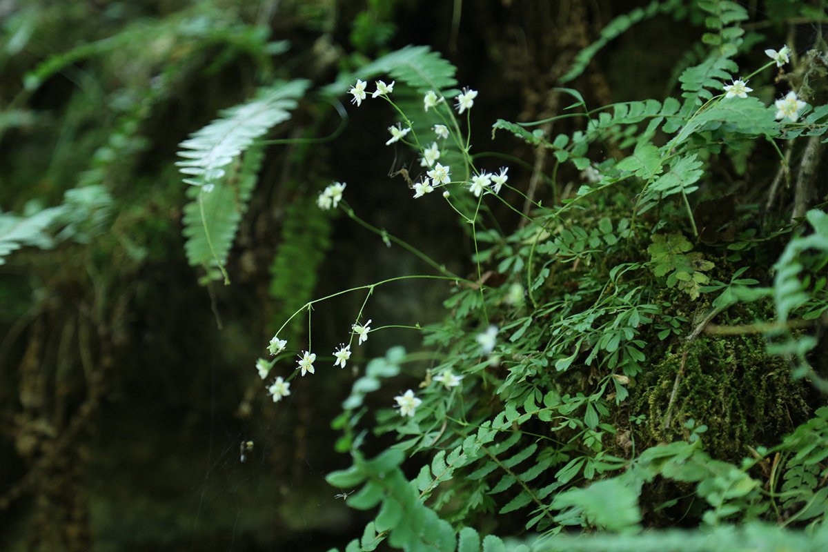 Камнеломка Коржинского