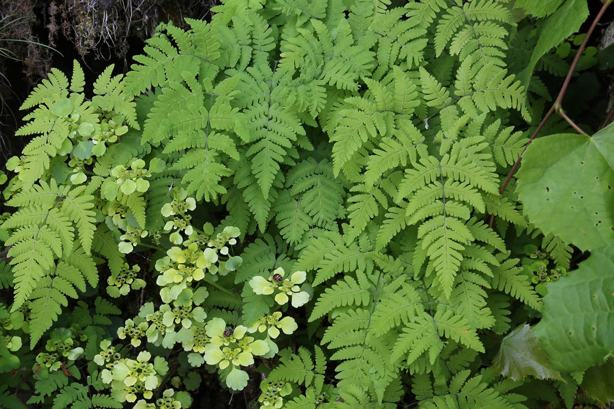 Специалисты с легкостью перечисляют сложные латинские названия эндемиков.