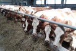 Новую партию красноярских коров поселили в Тамбовском районе