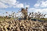Трое амурчан попали под уголовное преследование за кражу тонны картофеля
