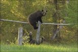 В амурском посёлке в огород залез медведь