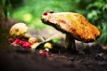 Грибникам рекомендуют надевать яркую одежду: МЧС напоминает правила поведения в лесу
