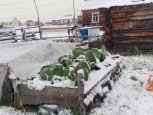 В Якутии в середине лета выпал снег