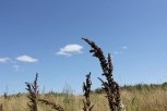 В Приамурье пришли августовские температуры