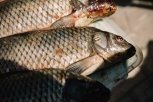 Рыба из амурских водоемов заражает людей хроническим гельминтозом