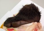 Амурчанина с примотанной к животу свежей лапой медведя не пустили в Китай