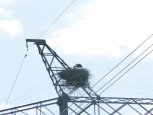 Ученые попробуют уберечь дальневосточных аистов от ударов током