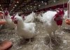 «Амурский бройлер» забил миллион птиц из-за подозрения на грипп