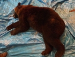 Огоронского медведя-«террориста» застрелили