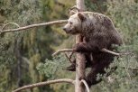 Годовалый медведь пришел к больнице Февральска