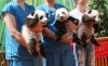 Утро с «Амурской правдой»: панды без имени, кролик-баскетболист и Шакира с верным псом