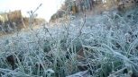 Приамурье ночью ждут заморозки