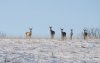 Амурских браконьеров оштрафовали за год на 5,6 миллиона рублей