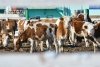 Бродячие коровы воруют сено и ломают заборы в амурском селе