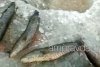 Десятки змееголовов погибли на амурском озере из-за браконьеров (видео)