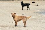 Трупы бездомных собак нашли в амурской столице