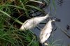 Массовая гибель рыбы в Гильчинском водохранилище произошла из-за избытка аммиака в воде