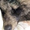 «Он бешеный»: благовещенские волонтеры вынуждены скрывать раненого енота от общественности