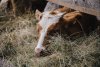 В Михайловском районе отправили на убой больную бруцеллезом корову