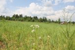 Недобросовестных арендаторов сельхоз земель штрафуют в Приамурье