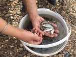 Рыбный выпускной: Зею в Мазановском районе заполонили тысячи мальков сазана