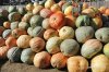 Кони в яблоках, кролики в моркови: конкурс АП «Амурский урожай» продолжается