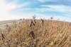 Сое дадут миллиард: аграриям предлагают реже сеять и больше получать от царицы амурских полей
