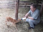 Косуля-сирота Кнопка начала набирать вес в природном парке «Зейский»